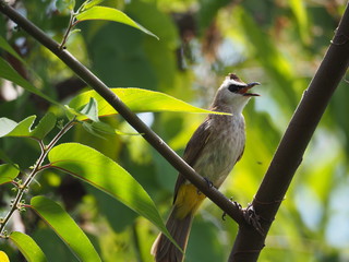 Beautiful bird. Close up bird on tree.