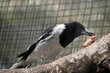 a pied butcher bird eating