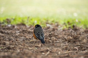 one small robin bird resting on brown wood chip filled ground near green grass field in the park