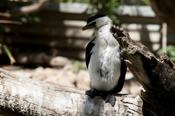 a pied cormorant on a log