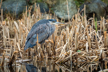portrait of a great blue heron standing in brown grass filled pond taking a rest
