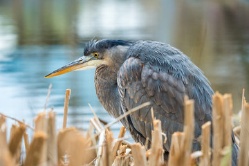 portrait of a great blue heron standing in brown grass filled pond focused on searching for food