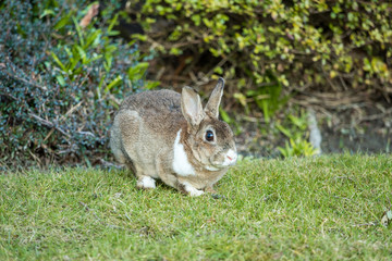 side portrait of beautiful brown rabbit with white shoulder hair sitting on the green grass besides bushes