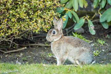 side portrait of beautiful brown rabbit sitting on the green grass besides bushes