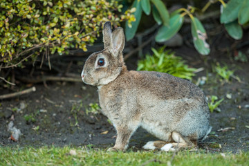 side portrait of beautiful brown rabbit sitting on the green grass besides bushes