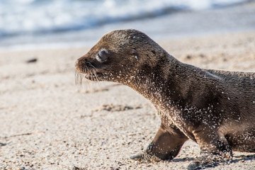 Galapagos Sea Lion Seal Cub pup