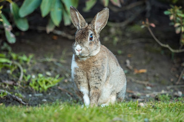 close up portrait of beautiful brown rabbit with white shoulder hair sitting on the green grass besides bushes facing your way