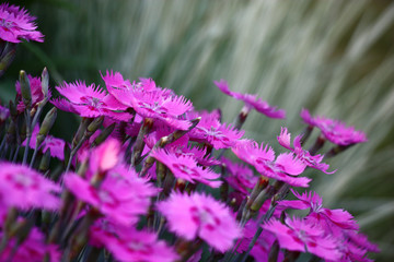 A large amount of pink flowers of a carnation are interestingly combined with a gray non-uniform background.