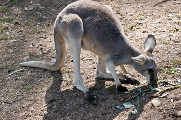 Naklejka na ściany i meble a red kangaroo searching for food