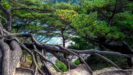 pines with roots on a rock