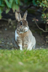 close up portrait of beautiful brown rabbit with white shoulder hair sitting on the green grass besides bushes facing your way