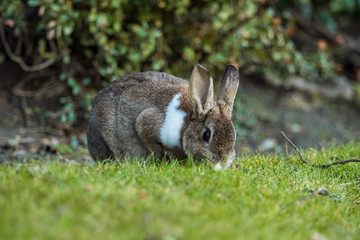 beautiful brown rabbit with white shoulder hair eating on the green grass besides bushes 