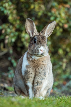 close up portrait of beautiful brown rabbit with white shoulder hair sitting on the green grass besides bushes facing your way