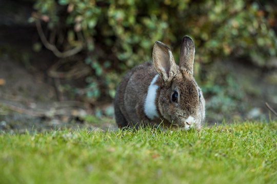 beautiful brown rabbit with white shoulder hair eating on the green grass besides bushes facing your way