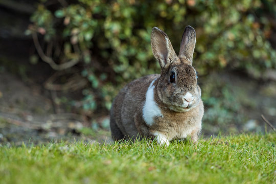 beautiful brown rabbit with white shoulder hair sitting on the green grass besides bushes facing your way