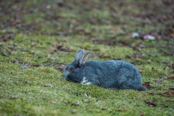 cute grey rabbit with white paws laying on the ground eating grasses in the shade