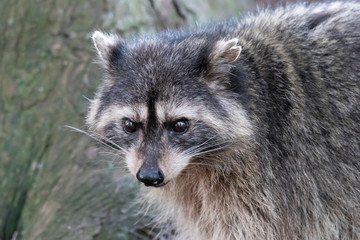 Naklejka na ściany i meble Raccoon Face in Close-up