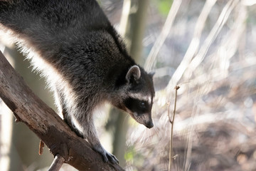 Raccoon Climbing Down Branch