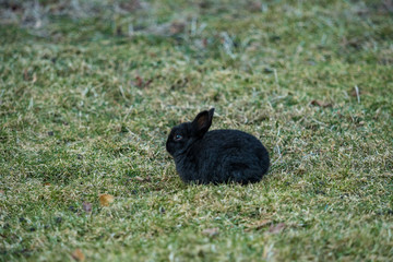 side portrait of tiny cute black bunny sitting on green grass field in the shade