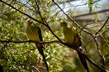 two regent parrots on a branch