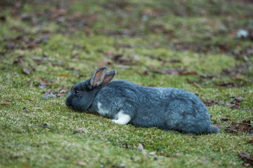 cute grey rabbit with white paws laying on the ground eating grasses in the shade