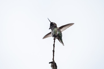 Naklejka premium tiny beautiful Ana's humming bird resting on the tip of a twig under bright sky flipping its wings