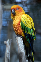 a sun conure bird on a perch