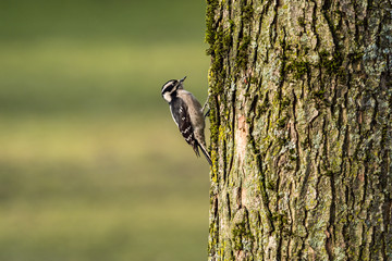 one make Downy woodpecker searching for bug on moss covered tree trunk with blurry green background in the park in the morning