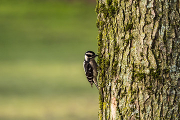 one make Downy woodpecker searching for bug on moss covered tree trunk with blurry green background in the park in the morning