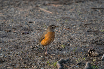 one American Robin standing on the ground in the park under the shade
