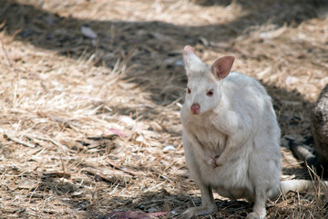 An albino wallaby in a field
