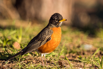 one young america robin resting on grassy ground looking around under the sun in the park