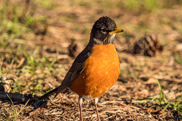 one young america robin resting on grassy ground looking around under the sun in the park