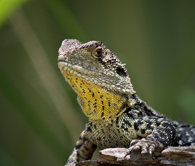 A close up of a water dragon lizard