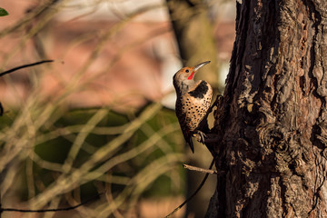 one male woodpecker resting on the tree trunk in the park on a sunny morning