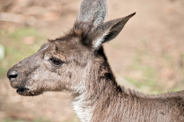 A close up of a western grey kangaroo