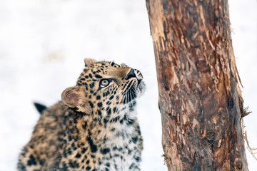 jaguar looking up