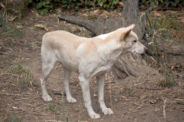Naklejka na ściany i meble a white dingo in a park