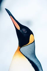 Fotobehang king penguin looking up © Yusun