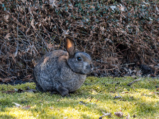 cute grey rabbit sitting on green grass field beside bushes on a sunny day