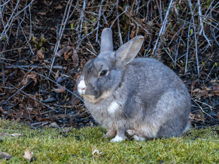 cute grey rabbit resting in the shade on green grass field beside bushes on a sunny day