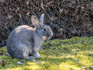 cute grey rabbit sitting on green grass field beside bushes on a sunny day