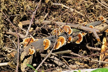 Colorful medicinal mushroom conks growing on dead tree branch