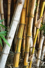 Closeup of weathered bamboo stalks vertical background