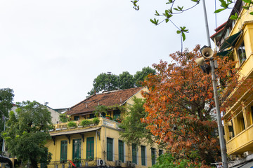 Yellow red leaves on branches in Hanoi street. The "leaf change" season