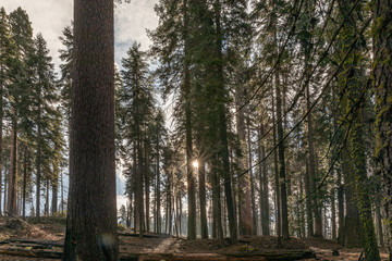 trees in the park