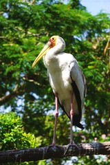 Yellow-billed stork stands on a tree branch