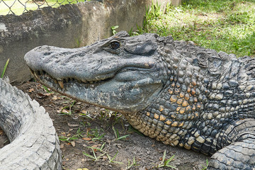 Obraz premium Close up of Head of a huge Black Caiman Alligator. Guyana South America