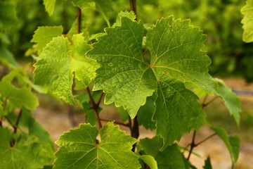 Green leaves of a grape vine