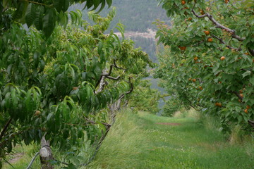 Looking toward a lake down a row of peach trees